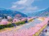 日本小鎮8000 棵櫻花同時開放美