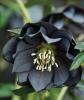 各種黑色的花，您見過嗎？